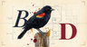 Red-winged Blackbird - editorial illustration